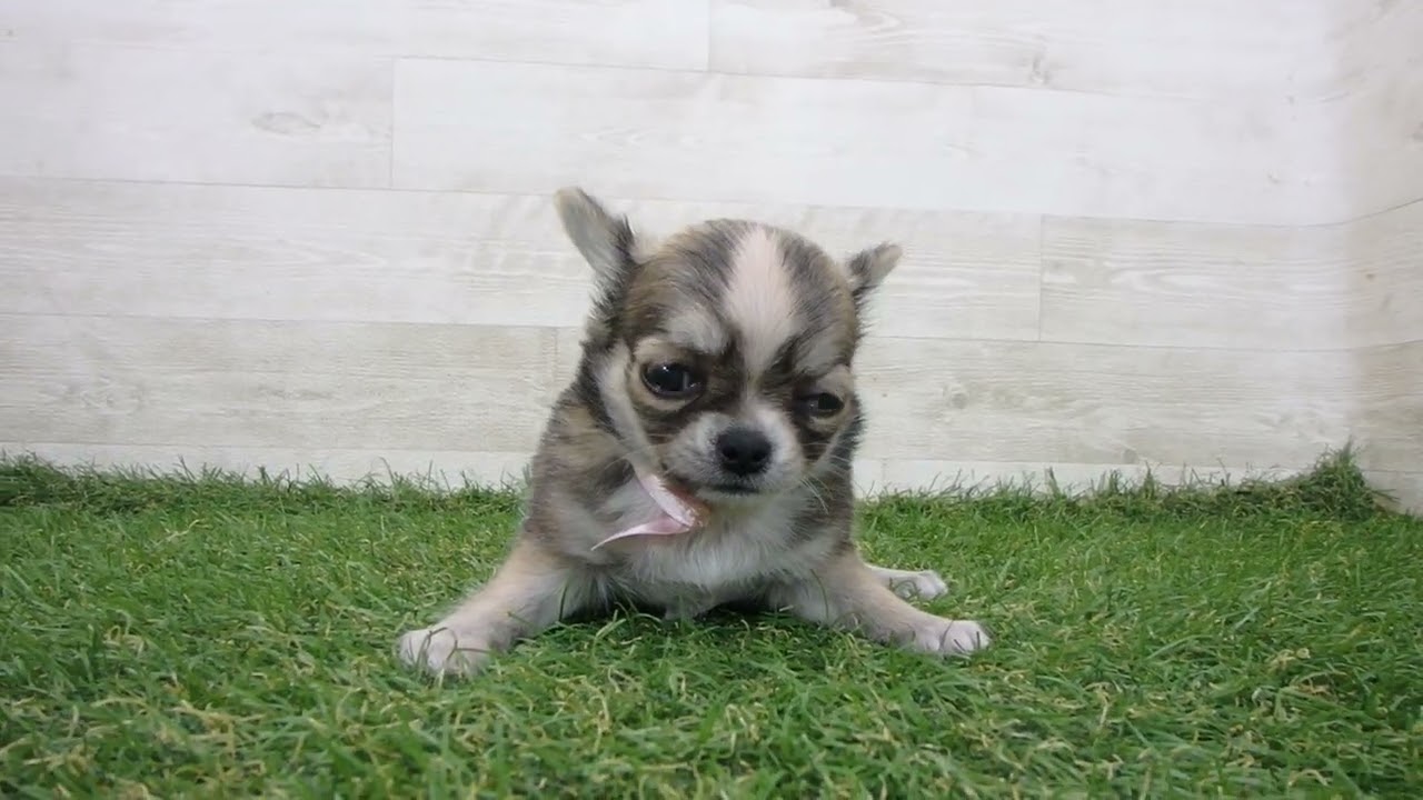 チワワ Coo&RIKU No.00741625 チワワ（ロングコート） - YouTube