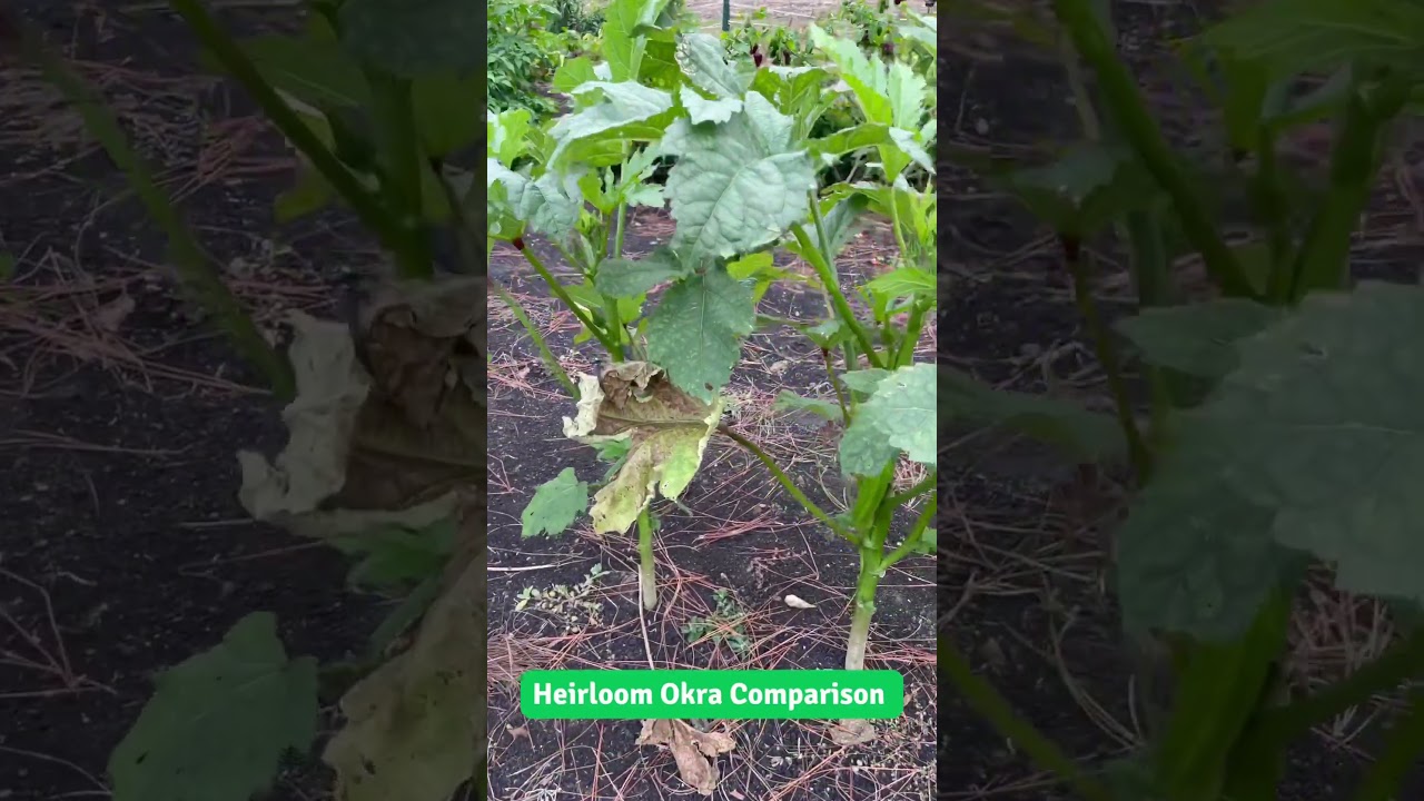 We Love These Heirlooms! 