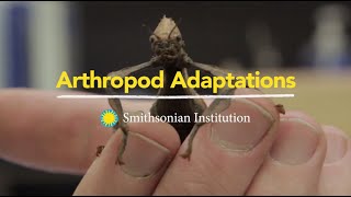 Arthropod Adaptations