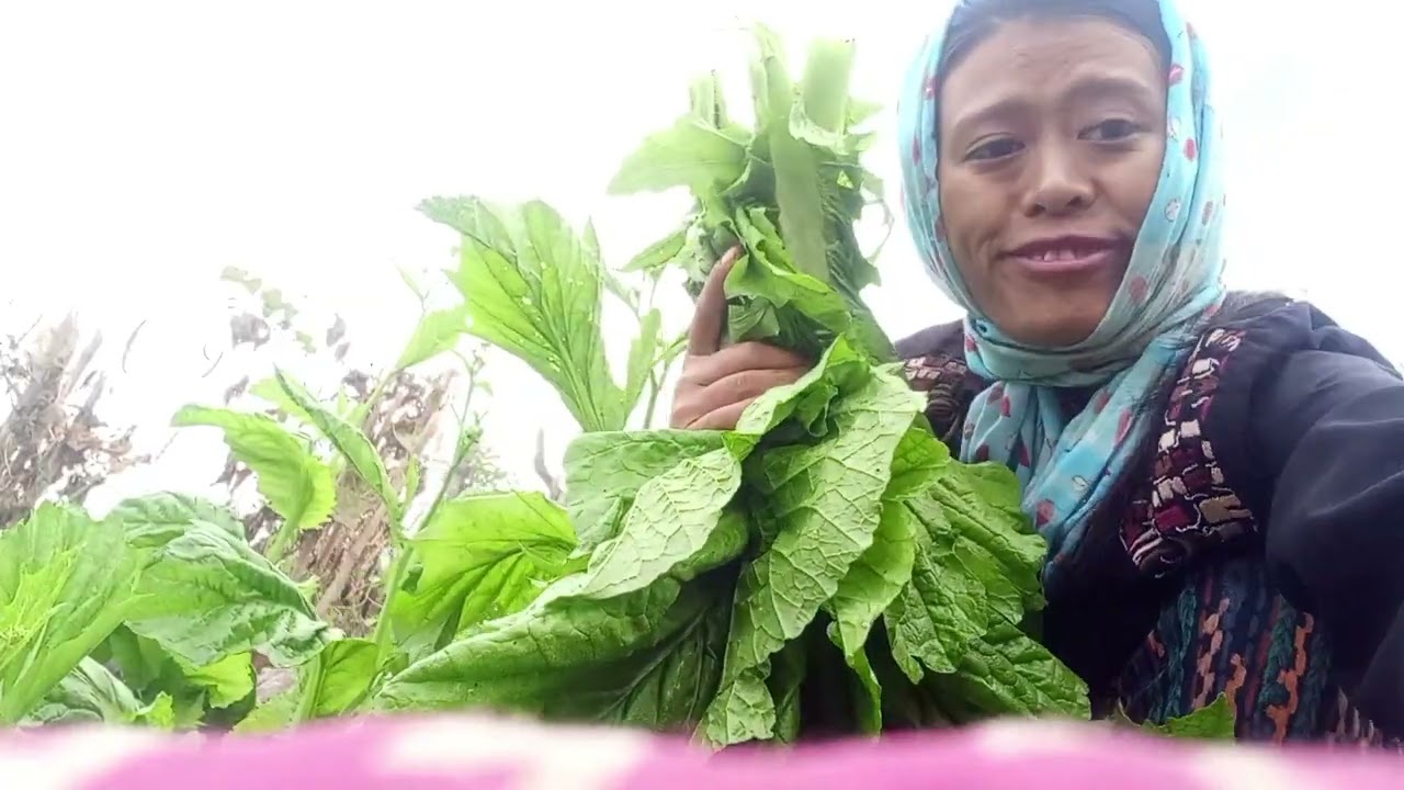 A day in the fields #Cook#Harvest#Repeat