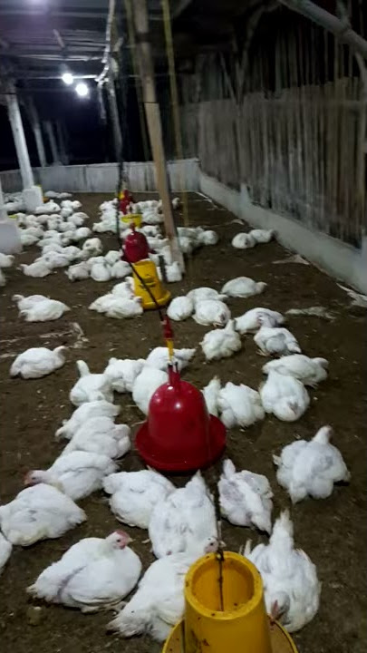 Suasana kandang broiler malam hari