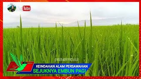 KEINDAHAN ALAM PESAWAHAN ⁉️ rasa lelah hilang seketika Sejuknya embun pagi @r234official5