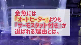オートヒーター か サーモスタット付き どちらを選ぶ メチレンブルーの代わりにも 金魚 Youtube
