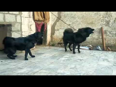 Black Bakarwal Dog Pair | Most Beautiful Bakarwal Dogs
