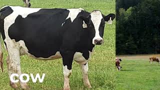 Antonio Wolanin Neighborhood Animals Revisited 2021 Reuploaded