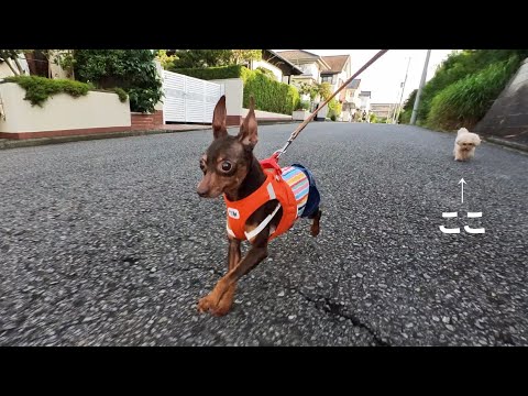 暑さに負けない保護犬ミニピンと、ちょっと負けている姉犬トイプードル