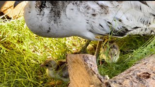 My peacock eggs finally hatched!! by Jason Rossman 787 views 9 months ago 2 minutes, 45 seconds