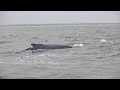 Humpback Whales Virginia Beach February 2012