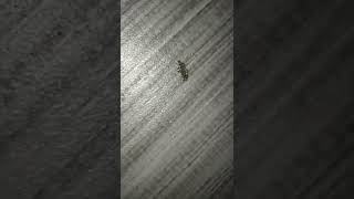 dirty motels