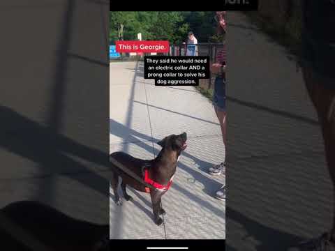 Video: Electric Collar Training & Koiran aggressio