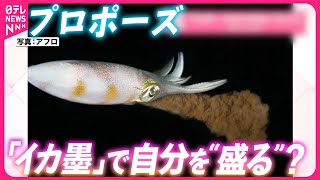 【イカ】プロポーズのカギは“イカ墨”…自分の姿を“盛って”求愛行動