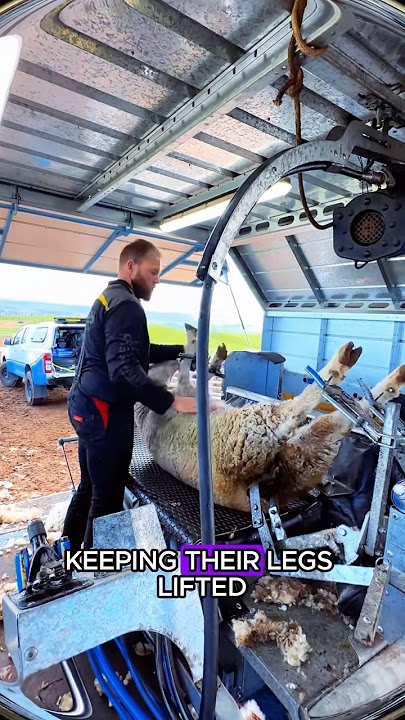 Why don't sheep struggle when they are sheared?#animal #fyp #wool #documentary #foryoupage #prune