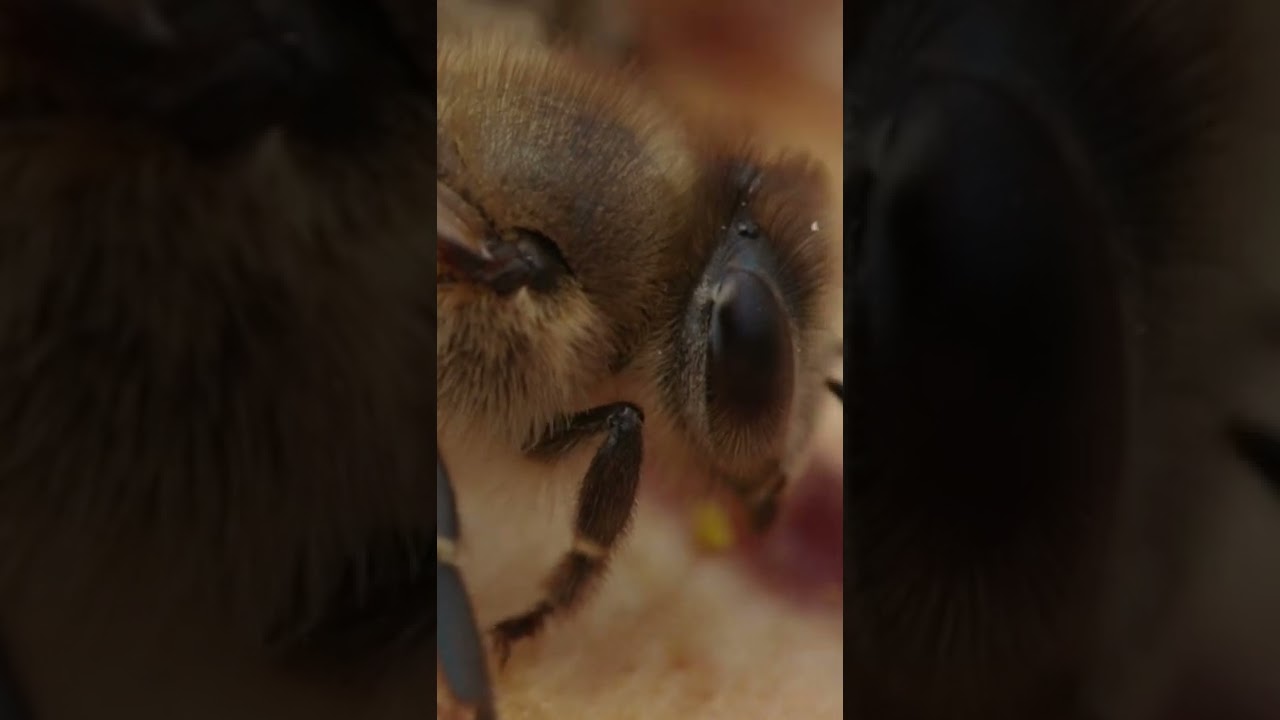 Bees macro magic