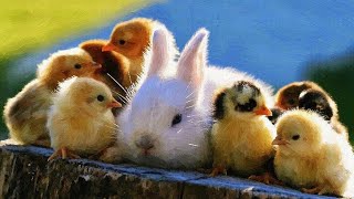 BABY ANIMALS I FUNNY ANIMALS AND CUTE BIRDS COMPILATION 2022 by Animal Planet ZONE 16 views 2 years ago 12 minutes, 21 seconds