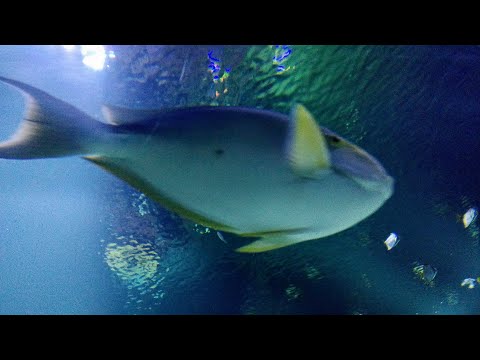 il museo Universeum