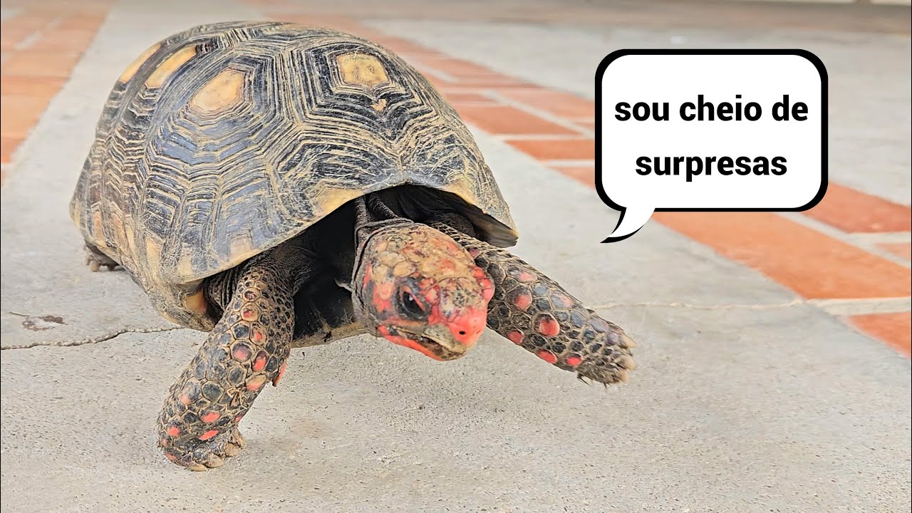 CURIOSIDADES SOBRE JABUTIS