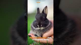 5 Most Popular Rabbit Breeds #shorts