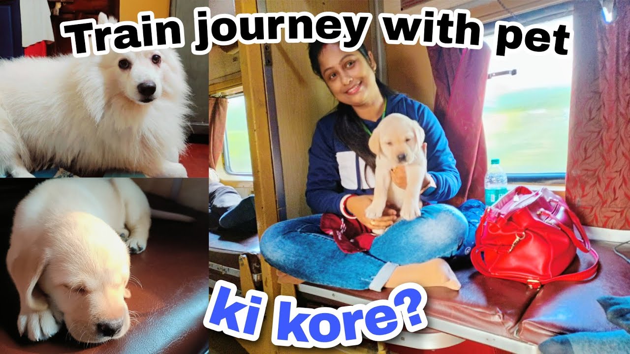 Train Journey With Dog Train e Passenger Er Sathe Puppy? Ki kore Possible! YouTube