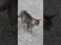 Kitty🐈#lol #viralvideo #funny #cat #shortvideo #trending #amazing #cute #video #animals #trend #love