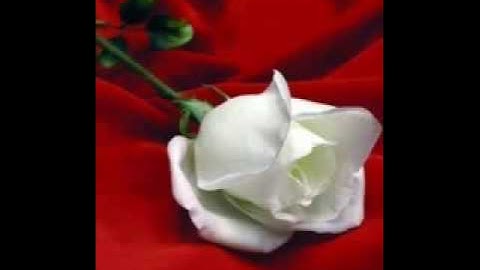 سورة التكاثر -الشيخ محمد البراك.flv