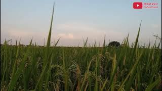 UYON UYON GENDING JAWA KLASIK PALARAN SEPANJANG MASA VOL 1 TERBARU 2021