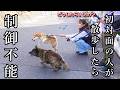 リードを持つ相手が他人だと態度が豹変!制御不能になる甲斐犬