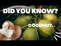 Did You Know That the Coconut Palm Did Not Originate from Hawaii?