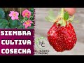 CÓMO SEMBRAR - CULTIVAR Y COSECHAR FRESAS O FRUTILLAS