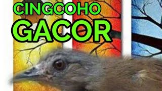 SUARA BURUNG CINGCOHO YANG MERDU