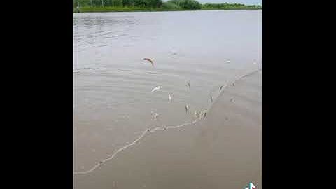 cách giăng lưới để bắt cá lòng tong mùa nước nổi.