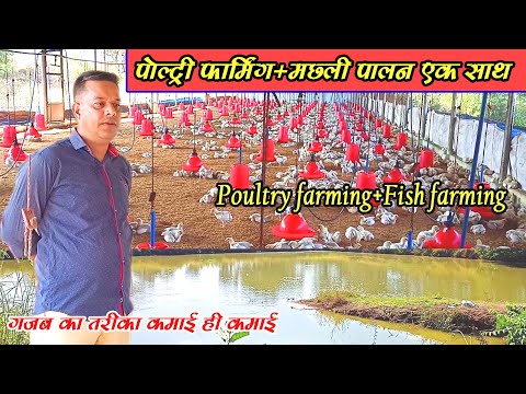 #poultryfarming #fishfarming । मुर्गी पालन के साथ मछली पालन कैसे करें। poultry farm+ fish farming