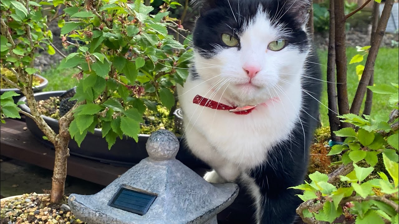 Bonsai and Cats