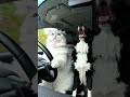 #public#trending#catdriving#funny