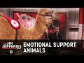 Leave Your Emotional Support Camel at Home - The Jim Jefferies Show