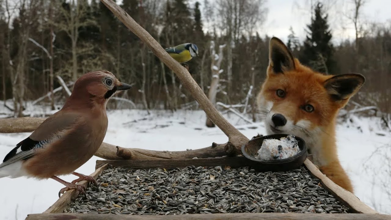 🔴 Forest Bird Feeder | Relaxing Nature Sounds from the Forest [ 2026/2/8 ]