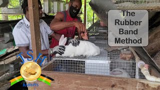 How to Force Breed a Rabbit Using This Simple Tool