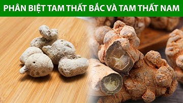 Phân biệt tam thất bắc và tam thất nam? Cách nhận biết tam thất bắc chuẩn | Dược Liệu Phương Thảo