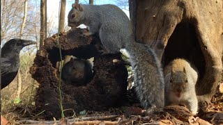 Watching Wildlife: Forest Squirrels, Crows,& Songbirds in Action. Peek-A-Boo Squirrel to Watch CatTV