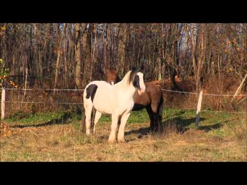 Video: Aneurysm - Hästar