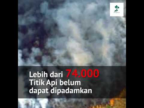 Video: Kebakaran Hutan Hujan Amazon