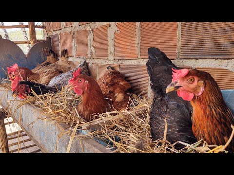 Vídeo: Como Rechear Ovos De Galinha