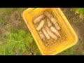 花が咲いたおふくろ大根をカットして出荷250401