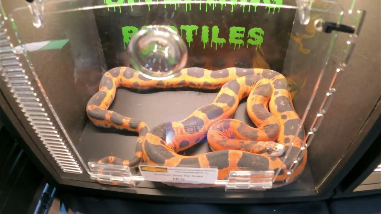 2022 North American Reptile Breeders Conference Tinley Park, IL NARBC