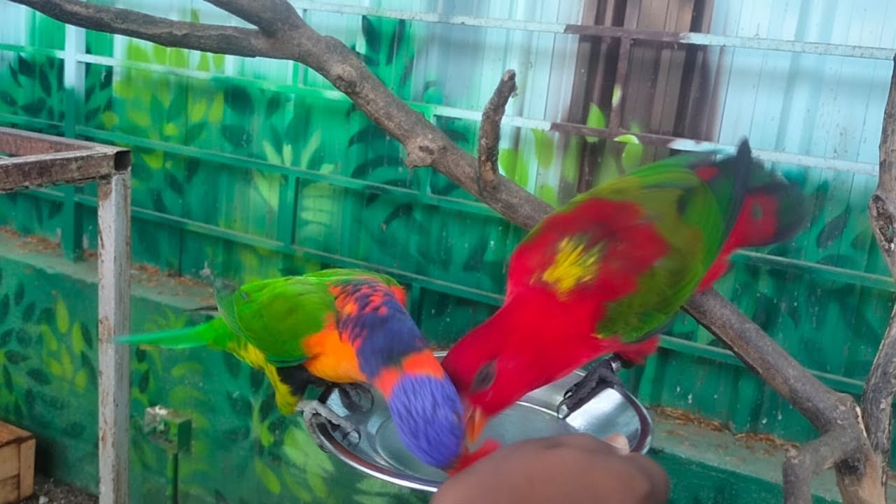 Exotic bird park/Kookyland bird park at Mettupalayam. YouTube