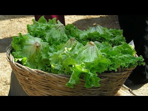 Video: Insalata Di Lattuga: Descrizione, Composizione, Proprietà Utili