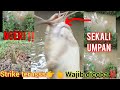 mancing dikebun pisang👆‼️,dapat buanyak ikan#fyp#viralvideo #fishing TANI KoCiK