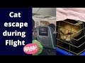 Funny Cat Escape from cage during Delta Flight from New York to Texas #shorts