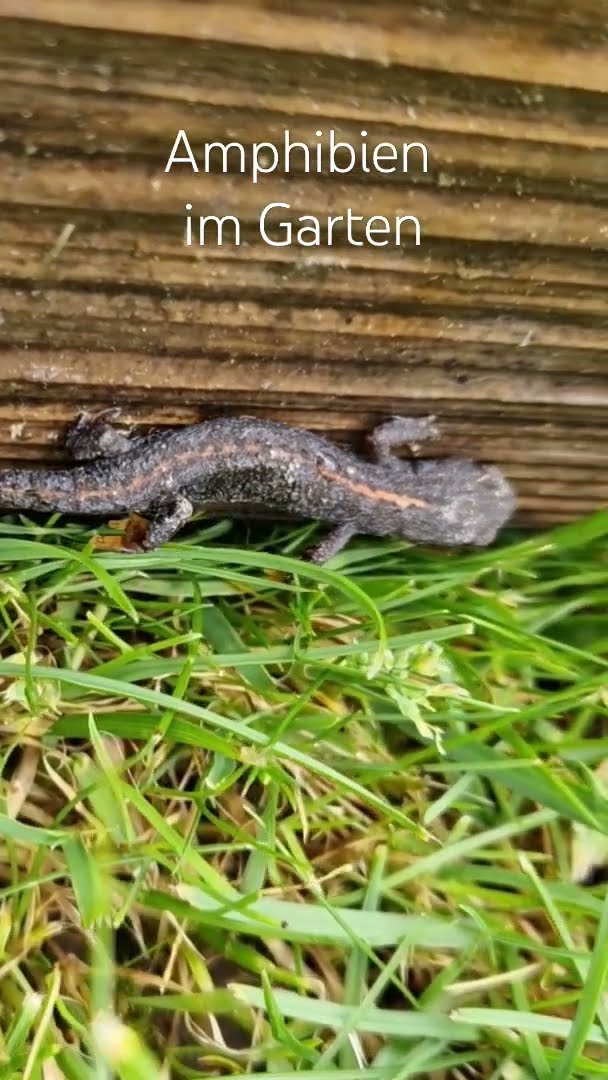 Amphibien im Garten * Bergmolch YouTube