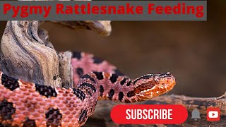 World's Smallest Rattlesnake!!!: Pygmy Rattlesnake Live Feeding!!!! (2021)