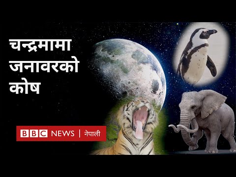 Animal cells to moon: के चन्द्रमाले लोपोन्मुख जनावरहरूलाई बचाउन सक्छ? -BBC Nepali Sewa